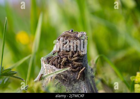 Nicher avec des chenilles de papillon Tortoiseshell sur une ortie commune, également appelée Aglais urticae ou kleiner Fuchs Banque D'Images