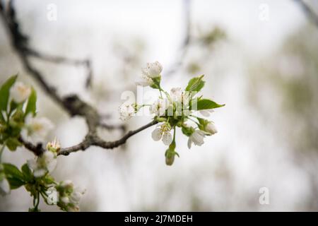 Arbre en fleurs au printemps Banque D'Images