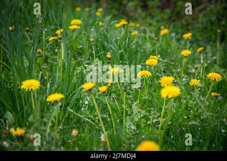 Le pissenlit (Taraxacum) Banque D'Images