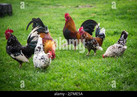 Un groupe de poulets Steinpiperl/ Stoahendl, une ancienne race de poulet d'Autriche Banque D'Images