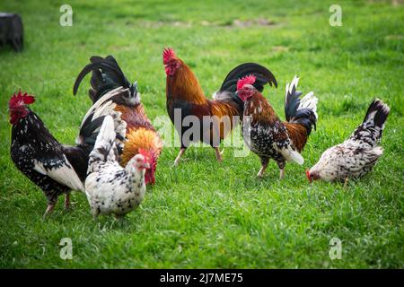 Un groupe de poulets Steinpiperl/ Stoahendl, une ancienne race de poulet d'Autriche Banque D'Images