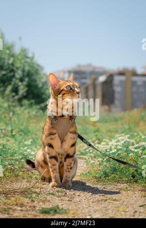 Portrait d'un chat Bengale sur le fond de la nature et des maisons. Tir vertical. Banque D'Images