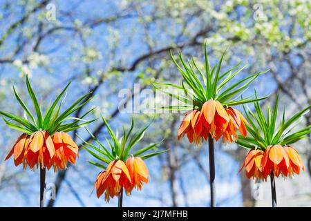 Des fleurs d'orange de Fritilaria imperarialis fleurissent au début du printemps sur fond d'arbres fruitiers en pleine floraison. Mise au point sélective Banque D'Images