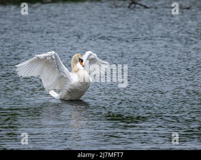 Mute Swan, Cygnus color avec des ailes s'étaler sur un étang. Réserve naturelle du Royaume-Uni au printemps. Banque D'Images