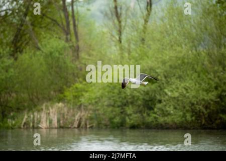 Goéland argenté adulte en vol.Goéland argenté adulte, Larus argentatus en vol au-dessus d'un lac. Banque D'Images