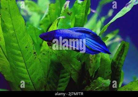 Blue PET Beta Fish nageant contre la plante verte Banque D'Images