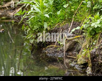 Un Wagtail gris, Motacilla cinerea debout sur une roche de rive de rivière avec réflexion au Royaume-Uni. Banque D'Images