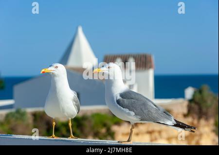 Goélands à pattes jaunes (Larus michahellis) devant la chapelle Nossa Senhora da Rocha, Armacao de Pera, Algarve, Portugal, Europe Banque D'Images