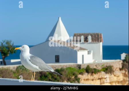 Goéland à pattes jaunes (Larus michahellis) devant la chapelle Nossa Senhora da Rocha, Armacao de Pera, Algarve, Portugal, Europe Banque D'Images