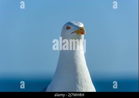 Portrait d'un Goéland à pattes jaunes (Larus michaellis), Algarve, Portugal, Europe Banque D'Images