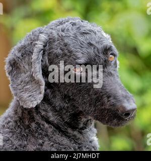 Un chien de Labradoodle à poil noir très triste Banque D'Images