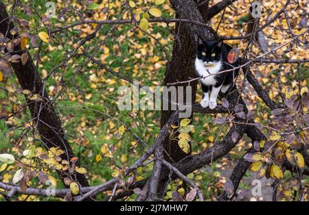 Un chat noir et blanc est assis dans les branches d'un arbre et observe curieusement et attentivement. Le chat monte et chasse sur un arbre d'automne. Banque D'Images