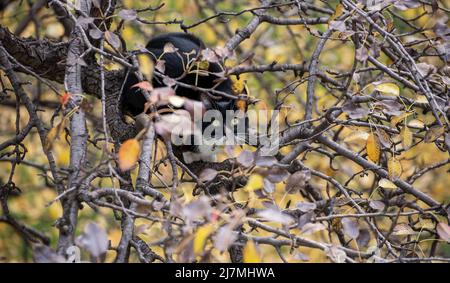 Un chat noir et blanc est assis dans les branches d'un arbre et observe curieusement et attentivement. Le chat monte et chasse sur un arbre d'automne. Banque D'Images