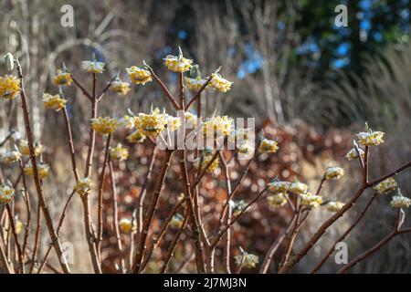 Edgeworthia chrysantha (brousse-papier) en fleur, arbuste à fleurs à la fin de l'hiver Banque D'Images