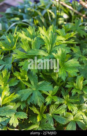 Feuilles d'Astrantia / feuillage uniquement (Astrantia Major subsp. Involucrata 'Shaggy' / Masterwort) Banque D'Images