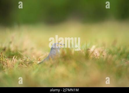 Common Cuckoo, Cuculus canorus, mâle dans les aires de reproduction, printemps à Surrey Banque D'Images