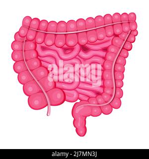 Gros intestin et petit intestin vecteur dans le style de détail plat. Organe interne humain isolé sur fond blanc. Tube digestif illustré en illu plat Illustration de Vecteur