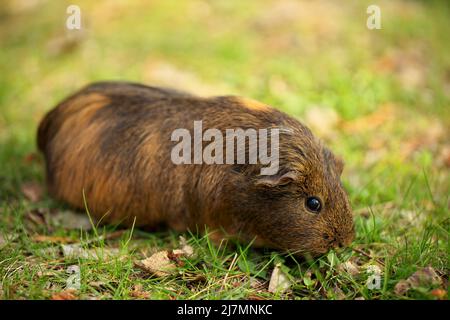 Un cobaye brun mangeant et se rongeant sur l'herbe sur une pelouse dehors par une journée ensoleillée Banque D'Images