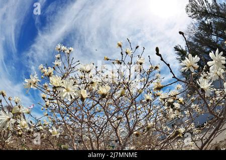 Belle perspective Fisheye de Magnolia X Loebneri encore fleurs Blossoms contre Blue Sky Banque D'Images