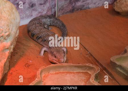 Scinque à langue bleue Tanimbar (Tiliqua scincoides chimerea). Tiliqua scincoides (spink bleu-tongué commun, lézard bleu-tongué, fièvre catarrhale commune) Banque D'Images