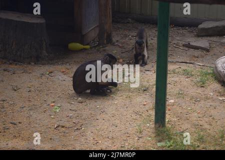 Petit singe Capuchin. Jeune mammifère primate de singe Sapajus apella capuchin. Animal de la forêt tropicale amazonienne de capucin touffeté. Banque D'Images