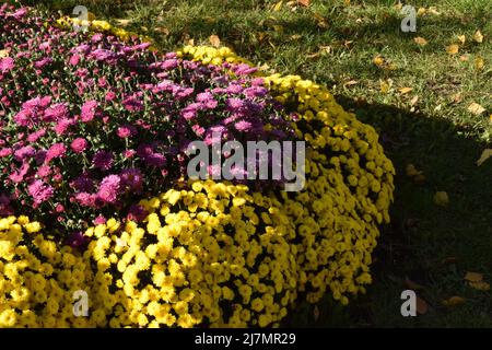 Magnifiques et colorés chrysanthèmes frais d'automne dans des bouquets rouge, jaune, violet, blanc, orange et rose. De magnifiques chrysanthèmes lumineux fleurissent Banque D'Images