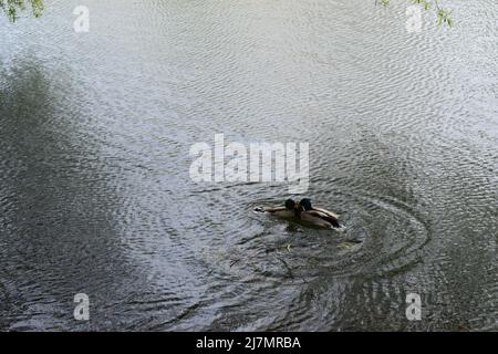 Deux mâles de canard colvert se battant dans l'eau. D'autres canards regardent Banque D'Images