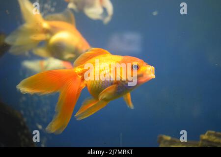 Le poisson rouge sur chinois un signe apporte une prospérité et Bonne chance. Poisson doré avec belle échelle fine, nageoires, et queue contre l'herbe verte. Banque D'Images