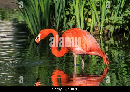 American flamingo / flamingo cubain / Caraïbes flamingo (Phoenicopterus ruber) dans l'étang Banque D'Images