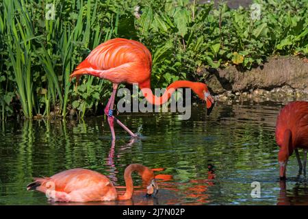 Flamants d'Amérique / flamants d'Amérique / flamants d'Caraïbes (Phoenicopterus ruber) fourrager dans l'étang dans le zoo Banque D'Images