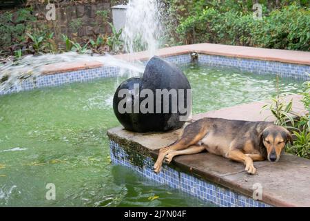 Chien errant brun se reposant à côté d'une piscine de fontaine décorative dans un jardin extérieur Banque D'Images