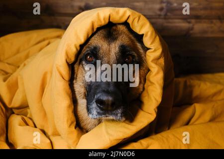 Concept les animaux vivent comme les humains. Le Berger allemand est allongé dans un lit sur une literie jaune enveloppée dans une couverture avec tête et réchauffement. Le chien s'est réveillé à la maison Banque D'Images