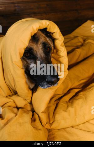 Concept les animaux vivent comme les humains. Le Berger allemand est allongé dans un lit sur une literie jaune enveloppée dans une couverture avec tête et réchauffement. Le chien s'est réveillé à la maison Banque D'Images