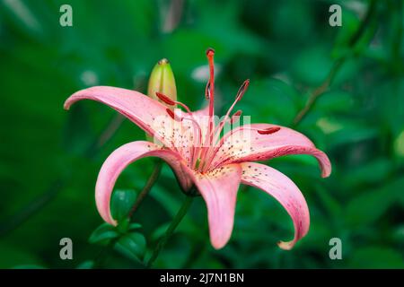 Magnifique nénuphar rose dans le jardin sur fond vert. Mise au point programmable sélective. Espace de copie. Banque D'Images