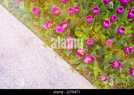 vue de dessus des tulipes violettes qui poussent dans un lit de fleurs au bord de la route Banque D'Images