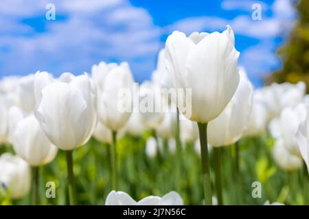 un pain de tulipe blanche sur fond bleu ciel Banque D'Images