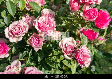 Rosiers roses avec des fleurs à différents stades de floraison, des bourgeons frais, en fleur ou flétrissent et secs, et des feuilles dentelées, belle flore colorée Banque D'Images