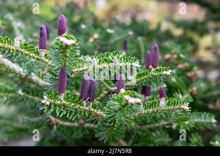 Mélèze bleu coréen, également connu sous le nom de sapin coréen ou Abies koreana présentant des cônes violets colorés tenant debout le long de brunches verts luxuriants Banque D'Images