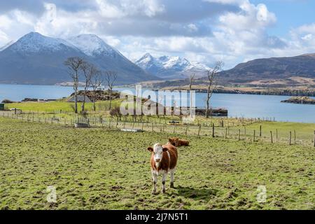 Paysage rural pittoresque avec des vaches et des veaux tranquilles paître et se reposer, les lochs immaculés et la spectaculaire île de Skye avec des sommets de montagne de glace Banque D'Images