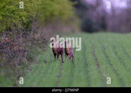 Fawn Reeves’ muntjac, également connu sous le nom de cerf aboyant et de cerf Mastreani-Muntiacus reeversi avec doe. Norfolk, Royaume-Uni. Banque D'Images