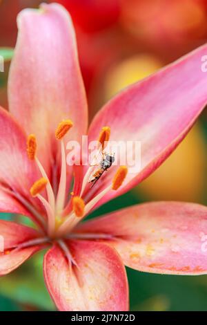 Episyrphus balteatus est un dendroctone de la marmelade sur une fleur de nénuphars rouge dans le jardin. Dendroctone de la marmelade sur une fleur de nénuphars sauvage Banque D'Images