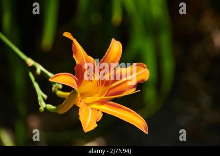 Une belle fleur de Lilly orange et jaune au soleil doré. Banque D'Images