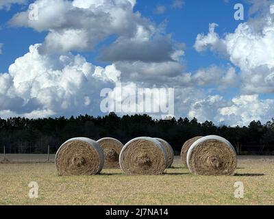 Des balles rondes de foin attendent d'être ramalées dans le champ d'un agriculteur. Banque D'Images