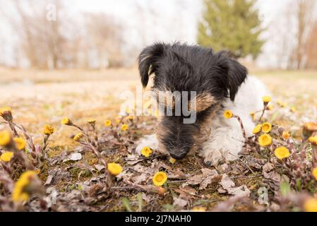 Mignon fier Jack Russell Terrier chien 3 ans, style de cheveux rugueux dans un pré en fleur au printemps Banque D'Images