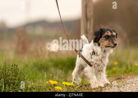 petit chien de terrier de jack russell attaché à un piquet. Peut-être le chien a-t-il également été abandonné et laissé Banque D'Images