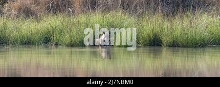 Un tigre se baignant et buvant dans un lac en Inde, le Madhya Pradesh, avec réflexion sur l'eau Banque D'Images
