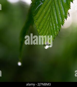 Après la pluie Banque D'Images