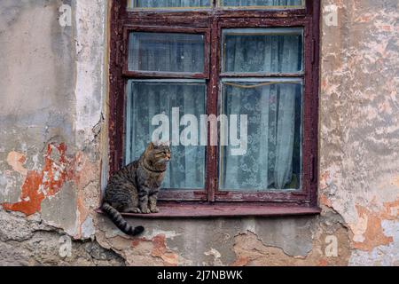 Un chat gris se trouve sur la fenêtre d'une ancienne maison avec des murs fissurés, un vieux cadre de fenêtre en bois avec tulle vintage. Le plâtre avait décollé des murs Banque D'Images