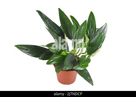 Plante maison exotique en pot 'Monstera Standleyana' avec des feuilles blanches variées sur fond blanc Banque D'Images