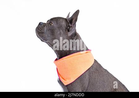 Vue latérale d'un chien Bulldog français avec un long nez sain portant un mouchoir sur fond blanc Banque D'Images